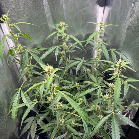 Gelato Auto growlog timeline photo
