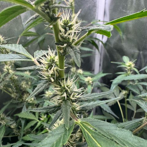 Gelato Auto growlog timeline photo