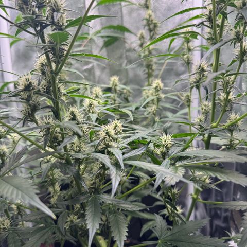 Gelato Auto growlog timeline photo