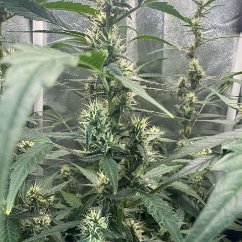Gelato Auto growlog timeline photo