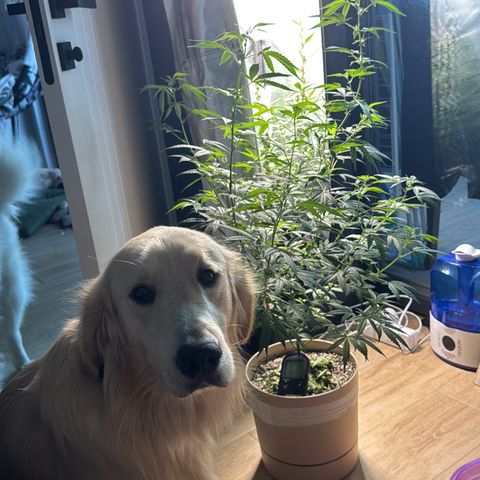 Gelato Auto growlog photo: lato getting dialed in, photo vegging for 2 months, gonna be a monster that girl (dog for scale)
