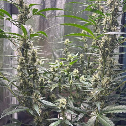 Gelato Auto growlog photo: lato getting dialed in, photo vegging for 2 months, gonna be a monster that girl (dog for scale)