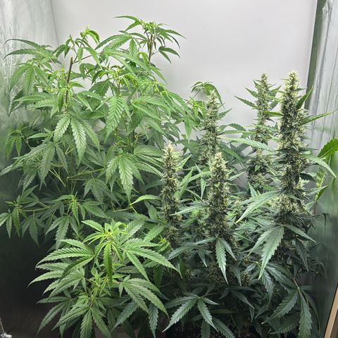 Gelato Auto growlog photo: moved to the closet from the tent, the girls are reunited and happy