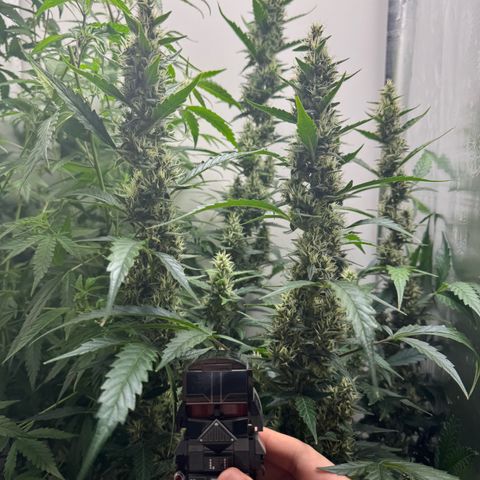 Gelato Auto growlog photo: vader for scale on mid week 6 of bloom