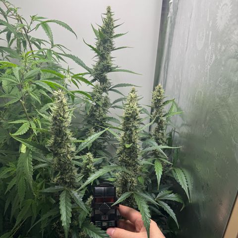 Gelato Auto growlog photo: vader for scale on mid week 6 of bloom