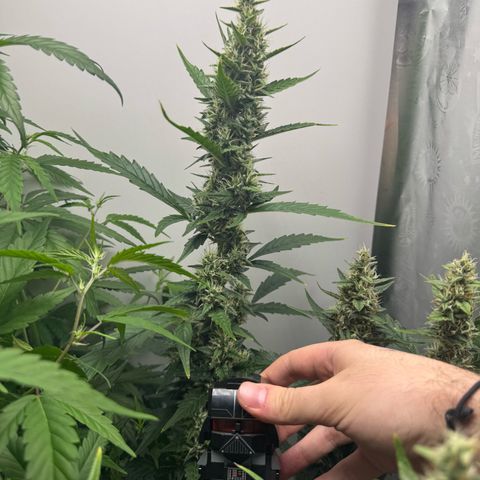 Gelato Auto growlog photo: vader for scale on mid week 6 of bloom