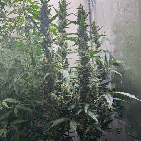 Gelato Auto growlog photo: vader for scale on mid week 6 of bloom