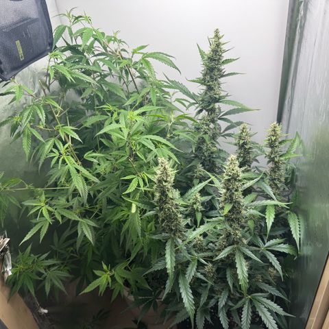 Gelato Auto growlog photo: vader for scale on mid week 6 of bloom