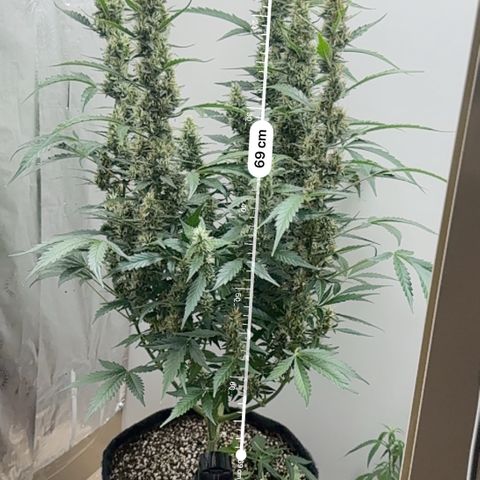 Gelato Auto growlog photo: watered 2liters and fed with 2ml of floranova bloom 