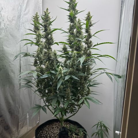 Gelato Auto growlog photo: watered 2liters and fed with 2ml of floranova bloom 