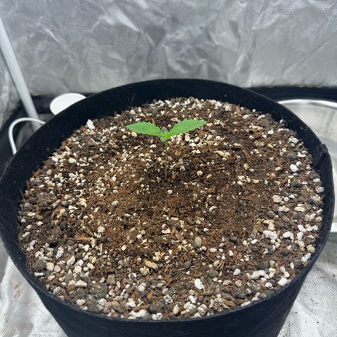 Purple Punch Auto growlog timeline photo