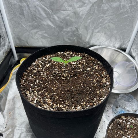 Purple Punch Auto growlog timeline photo