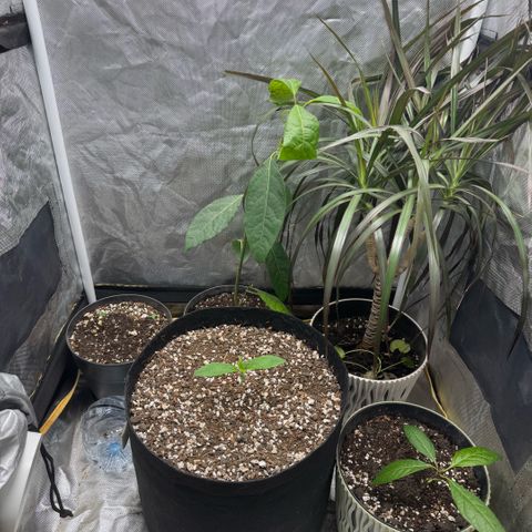 Purple Punch Auto growlog photo: plant sitting for friends going away for the holidays, plenty of light and waterings as needed