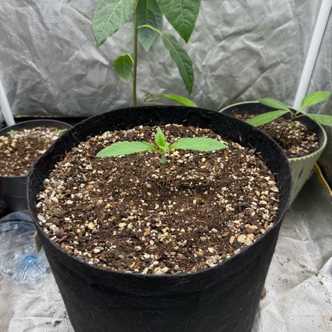 Purple Punch Auto growlog timeline photo