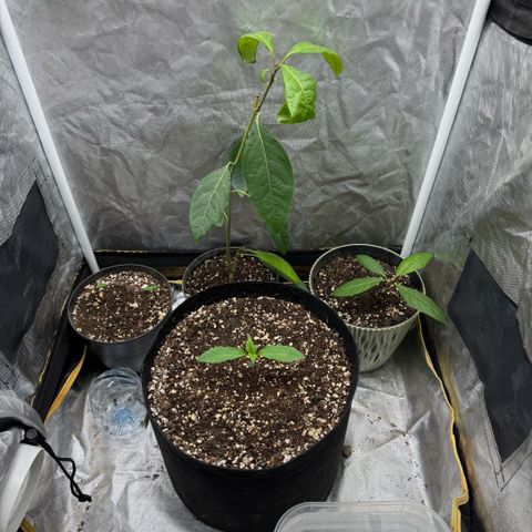 Purple Punch Auto growlog timeline photo