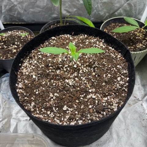 Purple Punch Auto growlog photo: gonna start feeding tomorrow, advanced nutrients micro grow and bloom, pH perfect 3-part nutrients. 1ml each per liter of water, gonna up the water dose from 600ml to 1 liter as well since she is getting bigger and thirstier the 2 babies in the back will go until the gender is decided idk if i will keep any females since an auto and photo at the same time is kinda difficult and i dont want to bother with it this time