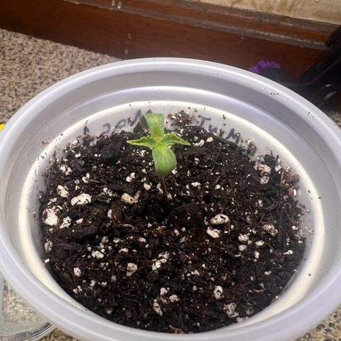 Bubba Whip x  Brunch F1 growlog timeline photo