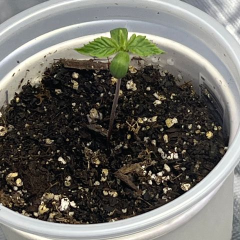 Bubba Whip x  Brunch F1 growlog timeline photo