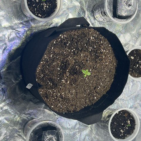 Bubba Whip x  Brunch F1 growlog photo: Next morning after being transplanted into a 3 gallon fabric pot