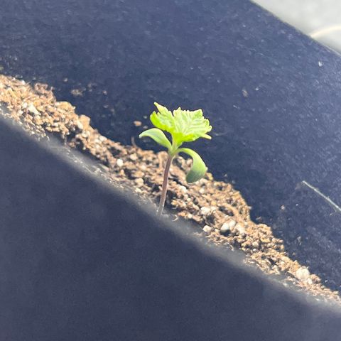 Bubba Whip x  Brunch F1 growlog timeline photo