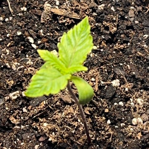 Bubba Whip x  Brunch F1 growlog timeline photo