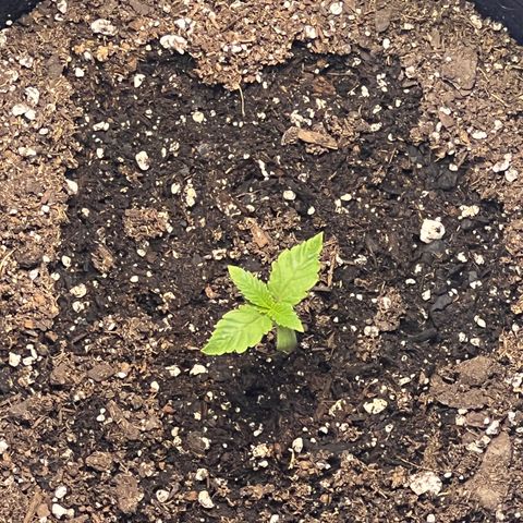 Bubba Whip x  Brunch F1 growlog timeline photo