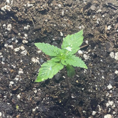 Bubba Whip x  Brunch F1 growlog timeline photo