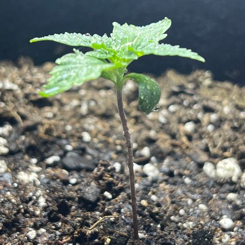 Bubba Whip x  Brunch F1 growlog timeline photo