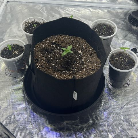 Bubba Whip x  Brunch F1 growlog timeline photo