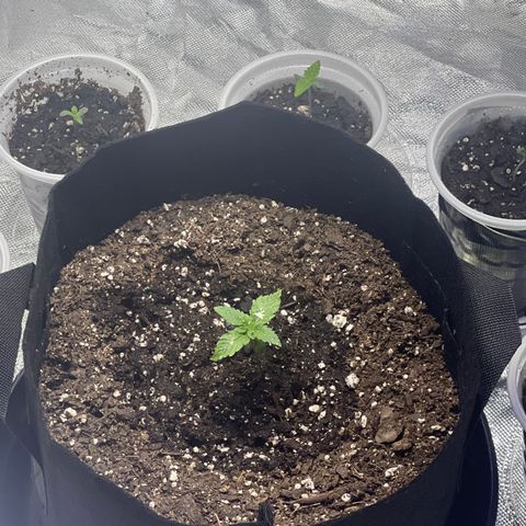 Bubba Whip x  Brunch F1 growlog timeline photo