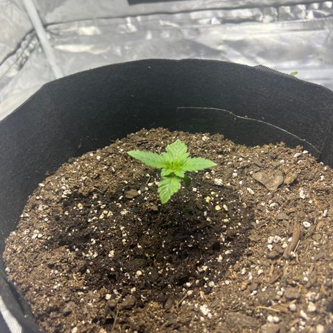 Bubba Whip x  Brunch F1 growlog timeline photo