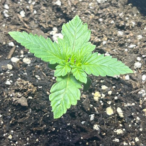 Bubba Whip x  Brunch F1 growlog timeline photo