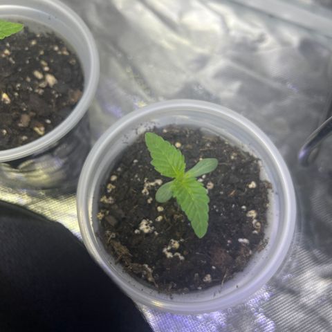 Bubba Whip x Brunch F1 growlog timeline photo