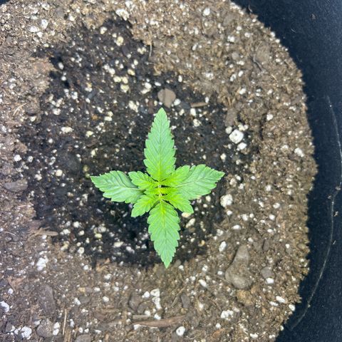 Bubba Whip x  Brunch F1 growlog timeline photo