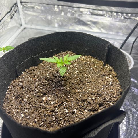 Bubba Whip x  Brunch F1 growlog timeline photo