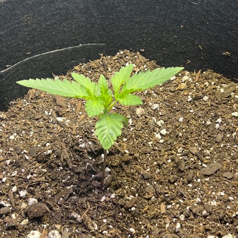 Bubba Whip x  Brunch F1 growlog timeline photo