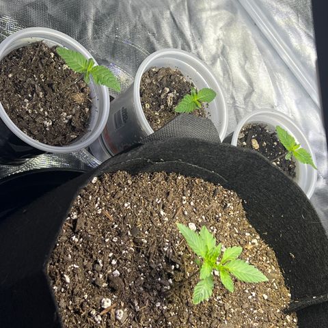 Bubba Whip x  Brunch F1 growlog timeline photo