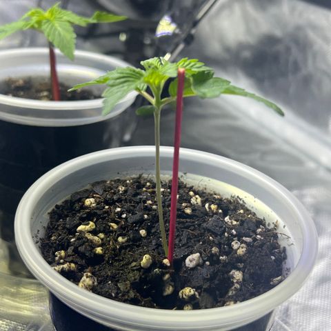 Bubba Whip x Brunch F1 growlog timeline photo