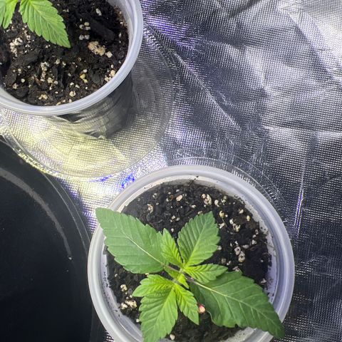 Bubba Whip x Brunch F1 growlog timeline photo