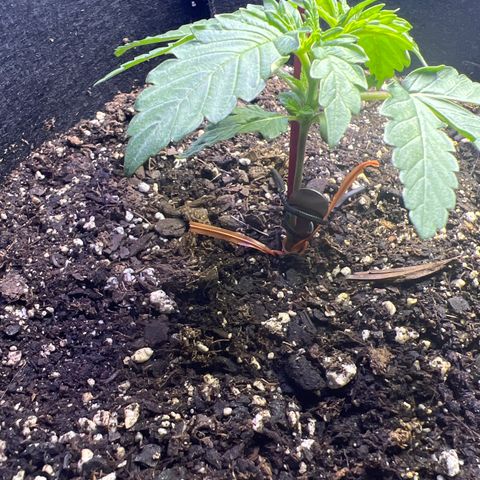 Bubba Whip x  Brunch F1 growlog timeline photo