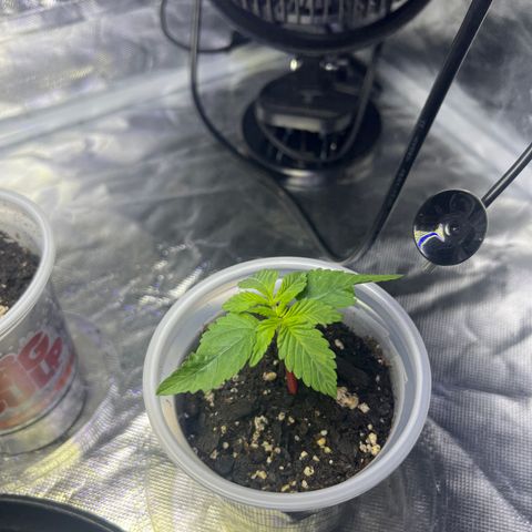 Bubba Whip x Brunch F1 growlog timeline photo