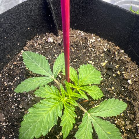 Bubba Whip x  Brunch F1 growlog timeline photo