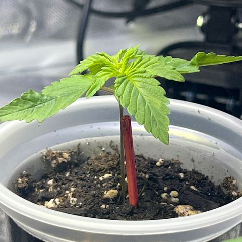 Bubba Whip x Brunch F1 growlog timeline photo
