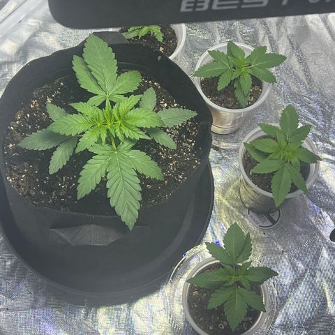 Bubba Whip x  Brunch F1 growlog timeline photo