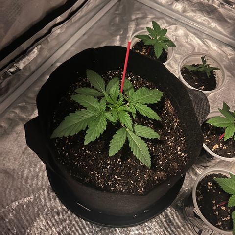 Bubba Whip x  Brunch F1 growlog timeline photo