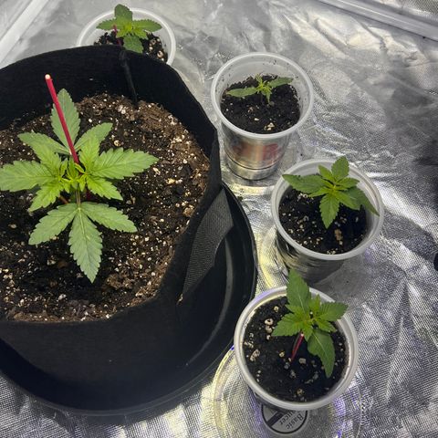 Bubba Whip x Brunch F1 growlog timeline photo