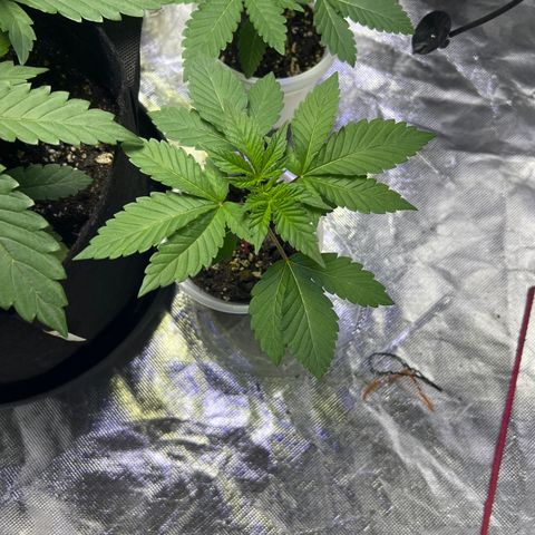 Bubba Whip x Brunch F1 growlog timeline photo