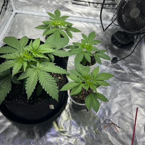 Bubba Whip x Brunch F1 growlog timeline photo