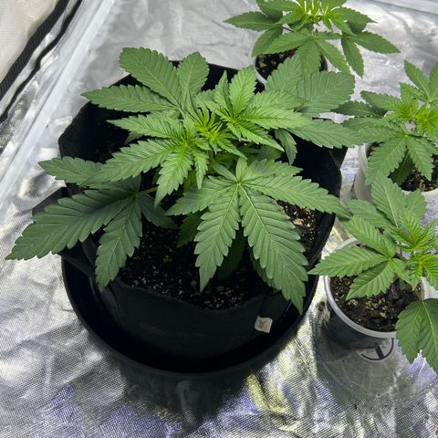 Bubba Whip x  Brunch F1 growlog timeline photo