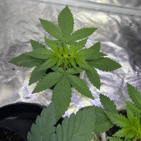 Bubba Whip x Brunch F1 growlog timeline photo